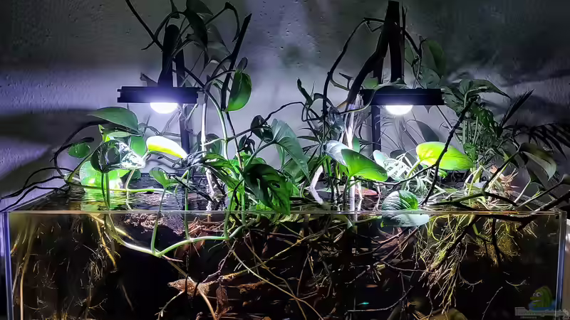 Rio Orinoco von Aquawelten (1)