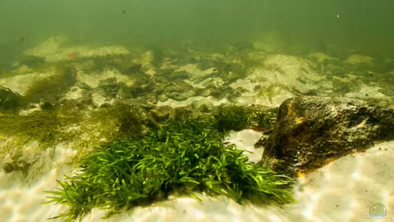 Rio Tapajos Referenz von maxheadroom (42)