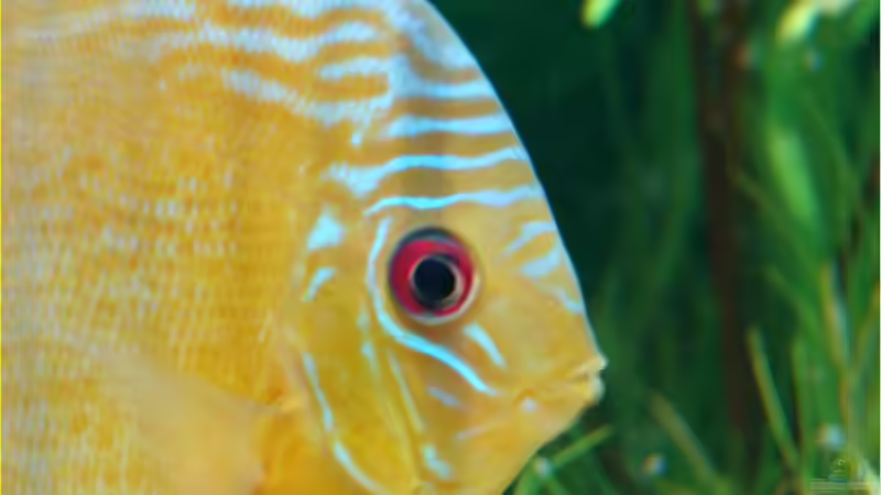 Rio Tefe gruen  von Thomas Graf (37)