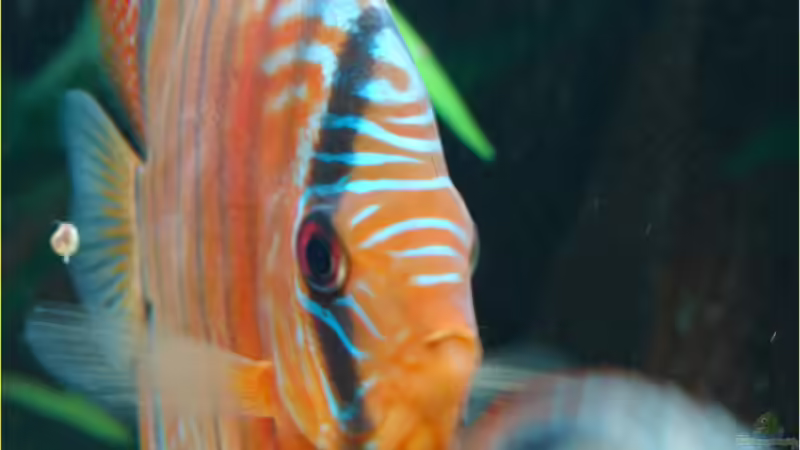 Rio Tefe gruen mit starker roter grundfaerbung von Thomas Graf (27)