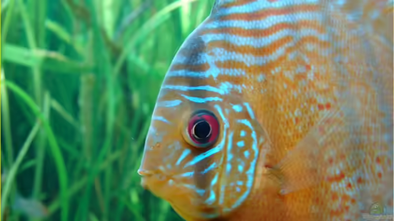 Rio Tefe Gruen von Thomas Graf (38)