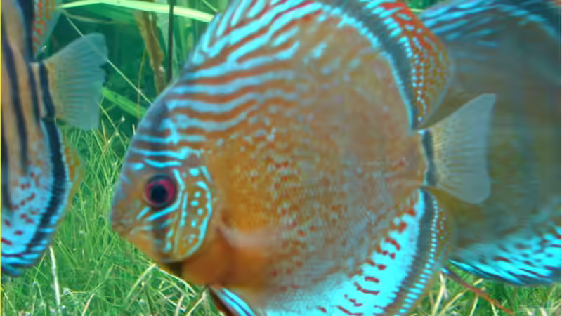 Rio Tefe von Thomas Graf (28)