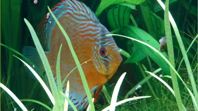 Rio Tefe von Thomas Graf (29)