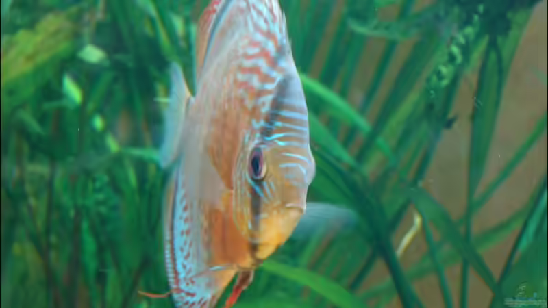 Rio Tefe von Thomas Graf (40)