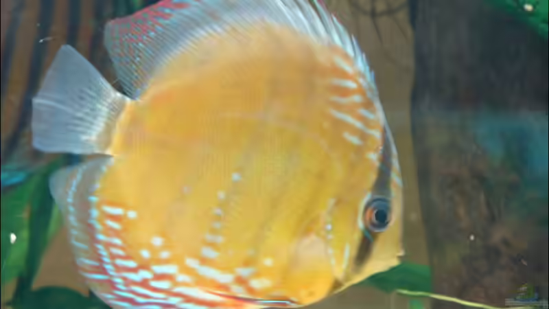 Rio Traira, faengt lansam an rote Farbe zu zeigen von Thomas Graf (42)