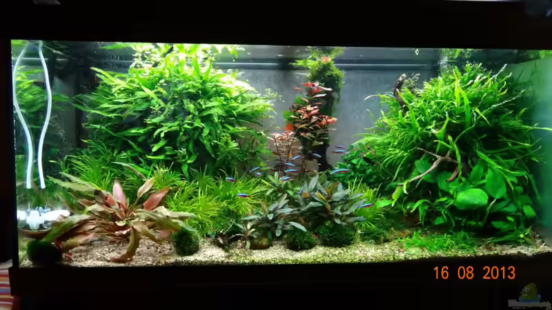 RIO-World im August 2013 . helle Rückwand entfernt von Volkmar1 (4)