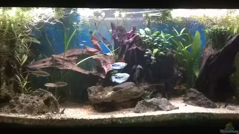 Rio400 SL (Stand 19.06.15) von schuemic (2)