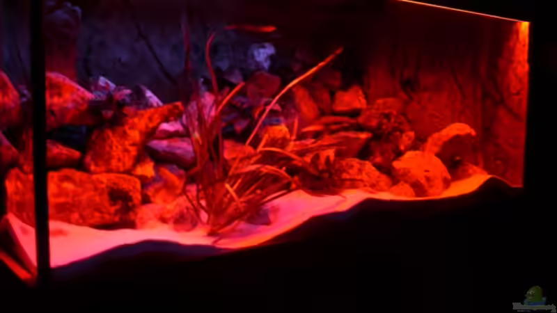 Rising Sun Rot - Dimmung  von ambrogio (15)