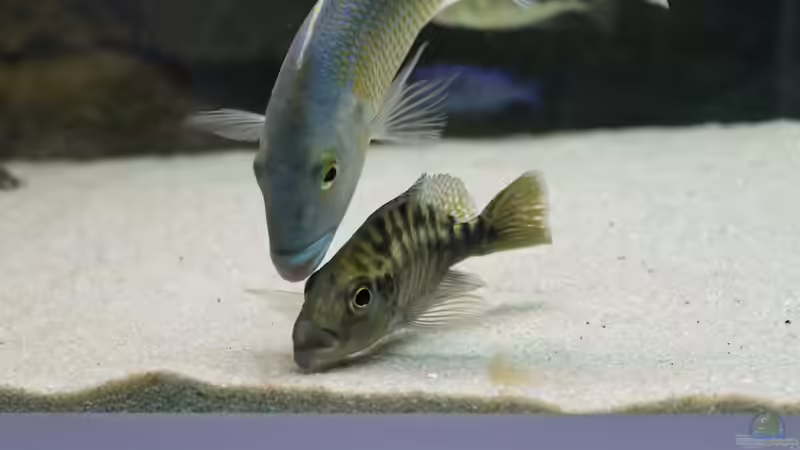 Riskier hier mal keine dicke Lippe :)  von Dynnarts (29)