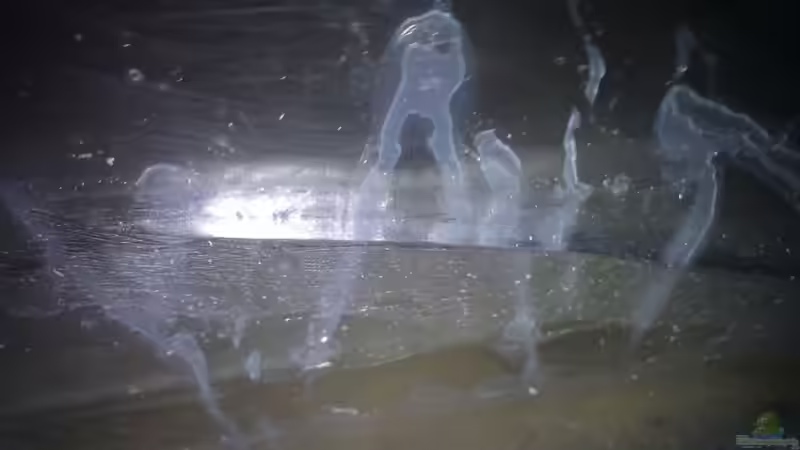 Riss nach dem Flickversuch / Glasscheibe 6mm vollflächig eingeklebt / leider nicht von Solitary (29)