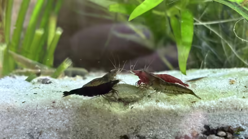 Ritter der Tafelrunde von pelo (11)