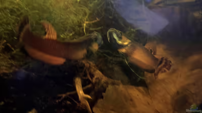 Rivalisierende Männchen von Jaenu00 (22)