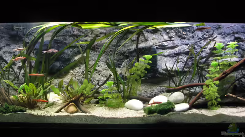 Riverside von Bämbel (1)