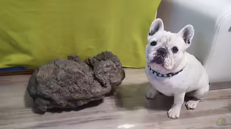 Riverstone Q  mein Bully passt auf :D  von Mel (30)