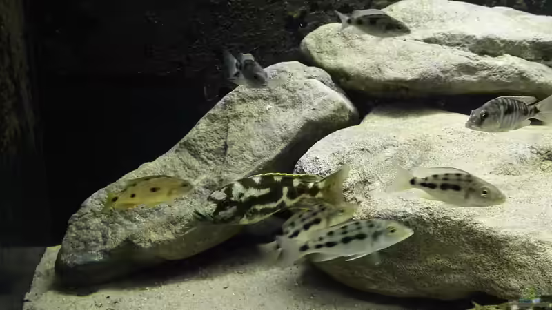 Riverstones Rockzolid linke Seite von Tom (2)