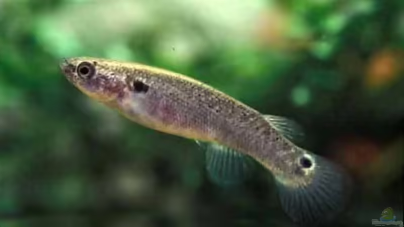 Rivulidae - faszinierende Killifische aus Mittel- und Südamerika