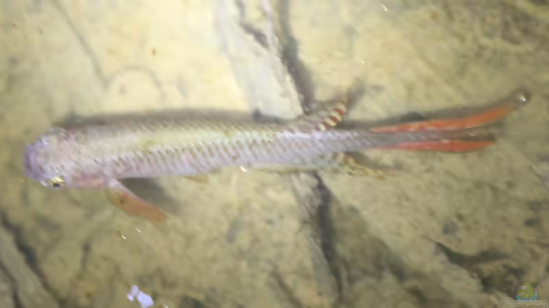 Rivulidae - faszinierende Killifische aus Mittel- und Südamerika
