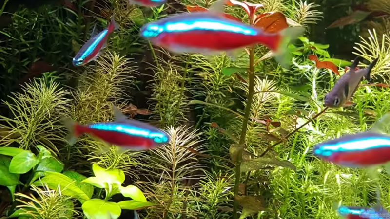 Roatala von Sebastian Hartmann (8)