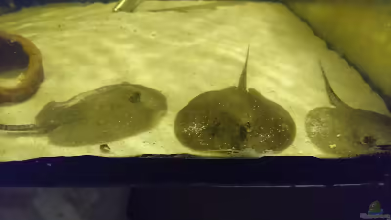 Rochen Nachwuchs von kellerkind (48)