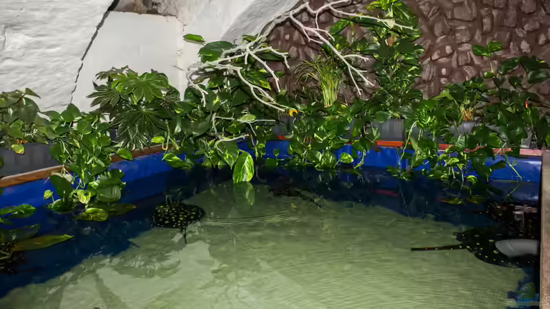 Rochenbecken  5000  von Leopold68 (36)