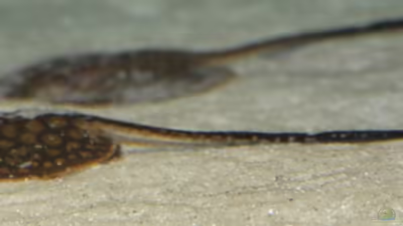 Rochennachwuchs: Im Vordergrund das Mini-Mädel von AlexDhc (26)