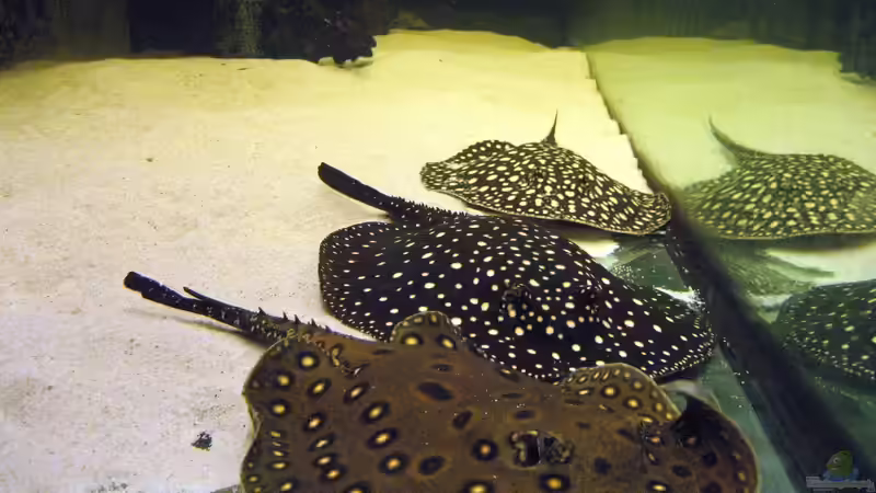 Rochentrio von Christian Höhne (6)