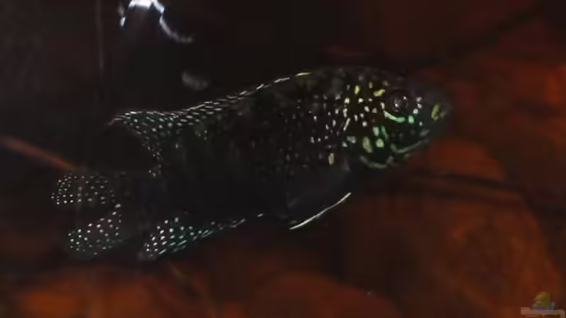 Rocio octofasciata im Aquarien halten (Einrichtungsbeispiele für Achtbindenbuntbarsche)