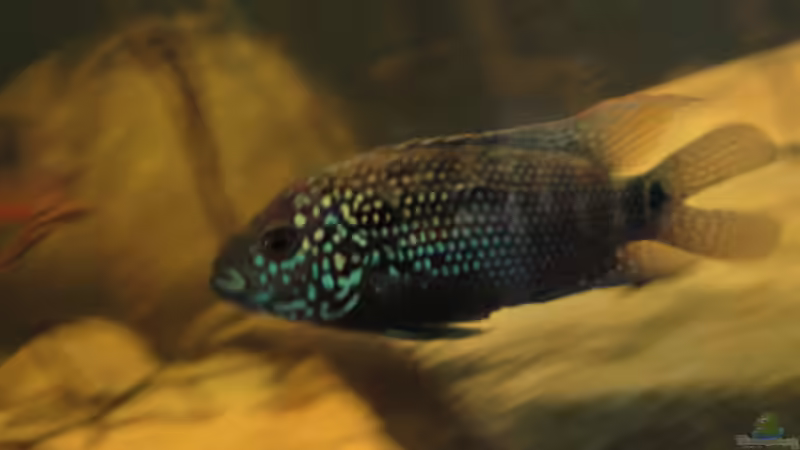 Rocio Octofasciatum 25.10.14 von Laura (62)