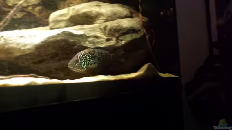 Rocio Octofasciatum 26.4.15 von Laura (58)