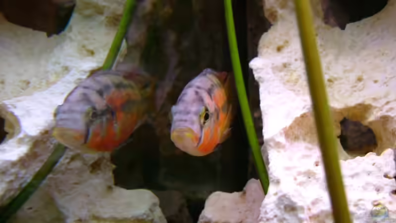 Rock kribensis  Bock von Oliver Rädel (24)