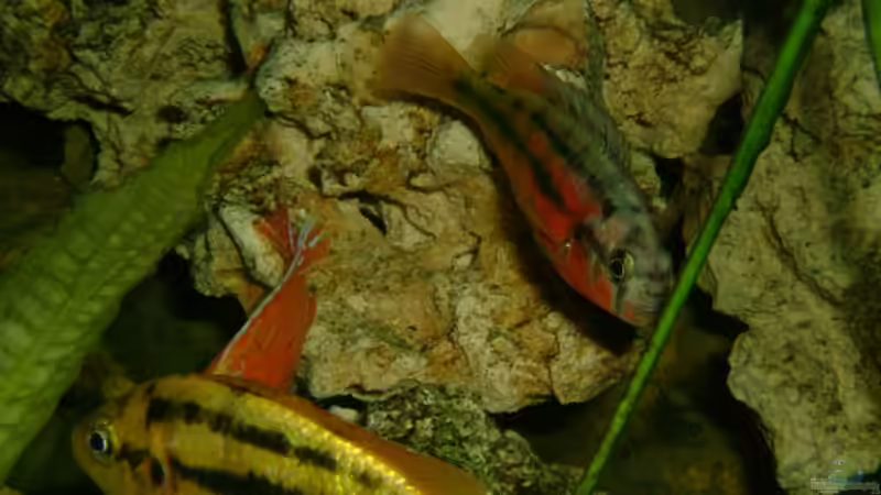 Rock kribensis M/W von Oliver Rädel (29)