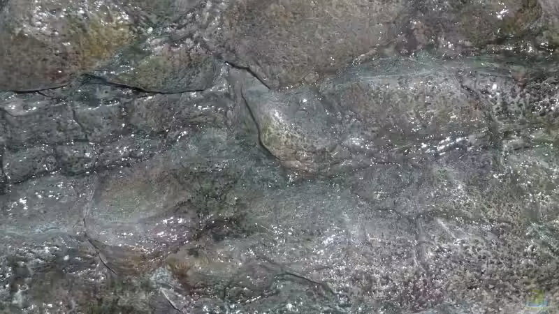 Rock Zolid Komodo Farbgebung von DER YBBSTALER (50)