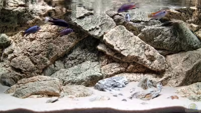 Rocky Tank von mashut