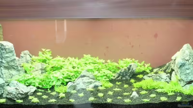 Rocky Woods  von Namor Rellek (1)