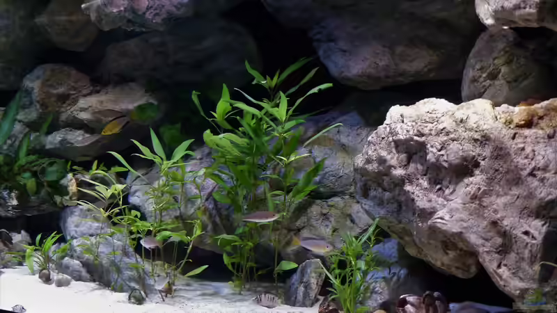 Rockzolid Felsen von Martina (19)