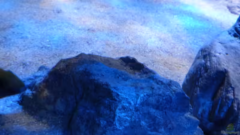 Rockzolid Modul von Okrim (10)