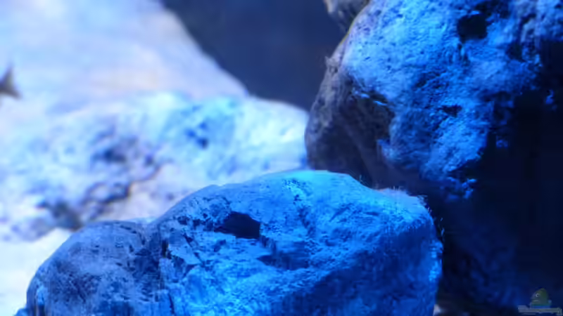 Rockzolid Module  von Okrim (9)