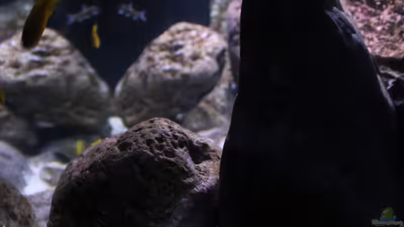 Rockzolid Module von Bämbel (12)