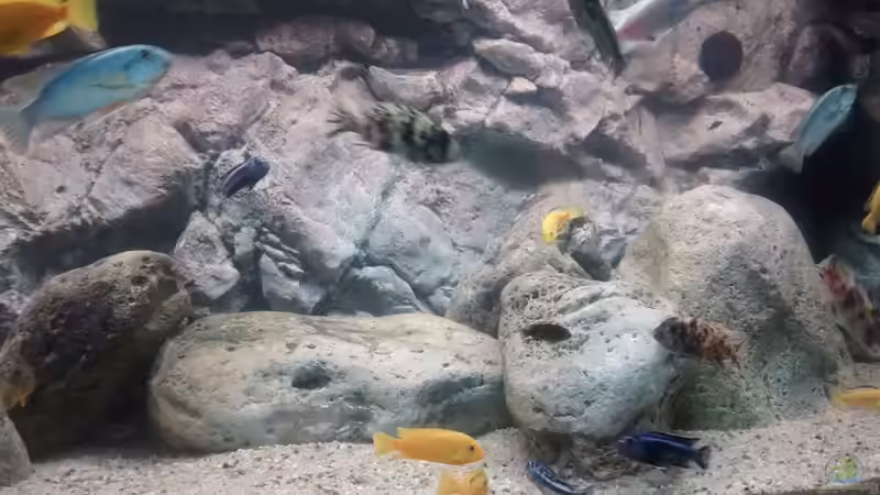 Rockzolid Riverstones rechts von Tom (8)