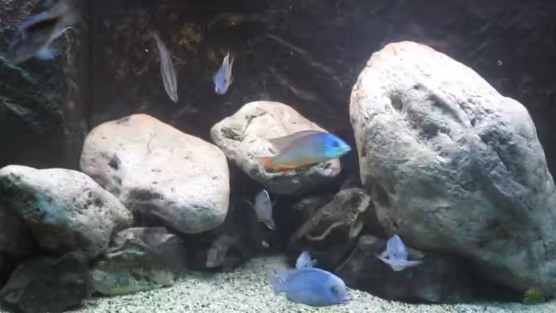 Rockzolid Riverstones von Tom (6)