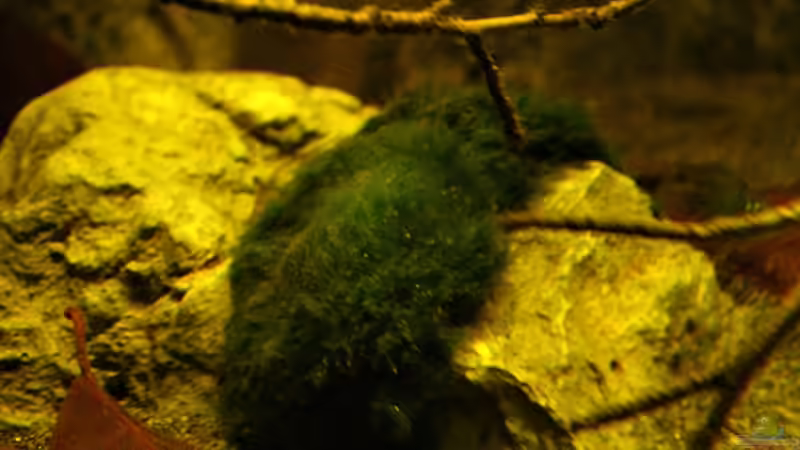 Rockzolid Stone Modul C bestückt mit Moos. von marxbre (32)