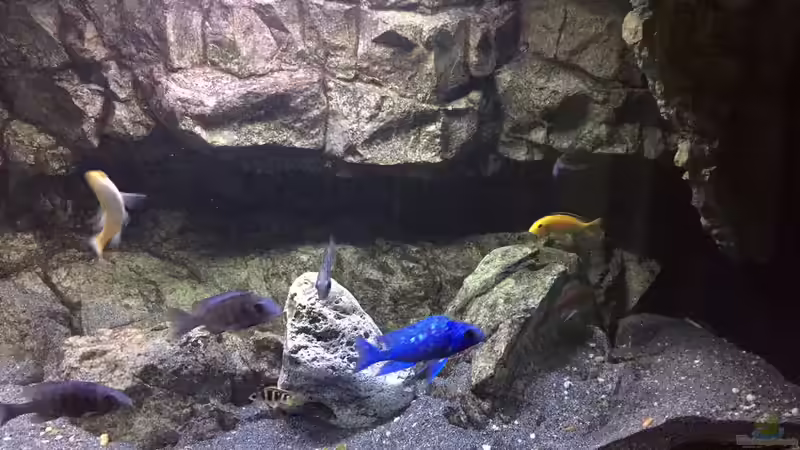 Rockzolid Timor Module D, ein Teil Module H Riverstone C und Puzzle Module A von Sebastian O. (16)