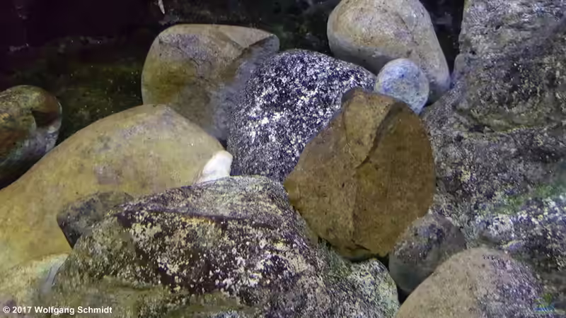 Rockzolid und Kieselsteine von Bämbel (11)