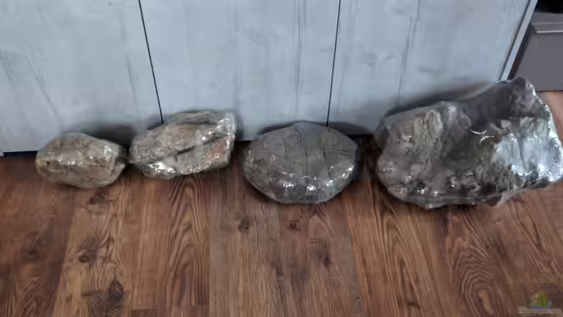 Rockzolid von Charmin (18)