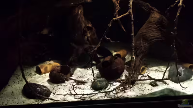 Röhren - ??ste - Nussschalen von NRW (21)