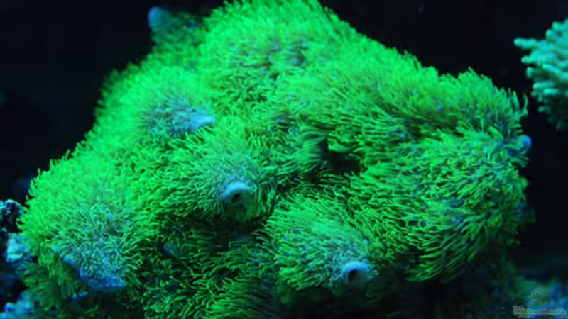 Röhrenkoralle / Achsenkoralle, grün von DaHeit1982 (25)