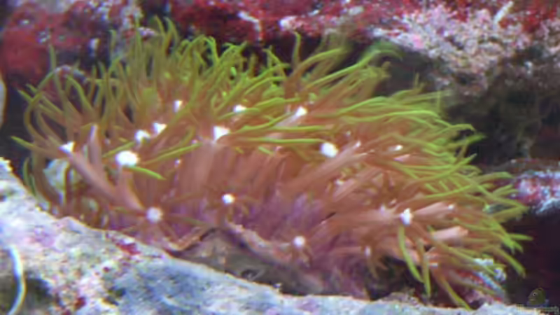 Röhrenkoralle - Briareum von Christian Marx (4)