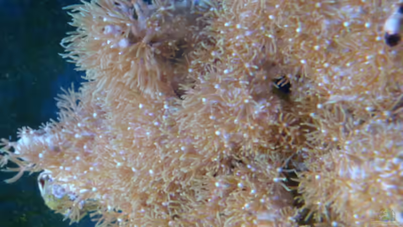 Röhrenkoralle alle polypen offen von B1gT4nk (16)