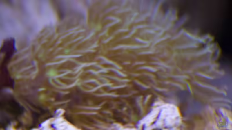 Roehrenkoralle-Clavularia-sp- 11.04.2015 von mmbm78 (17)