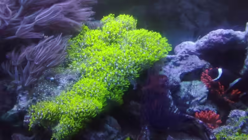 Röhrenkoralle mit Mondlichtlampe von lippfisch (20)